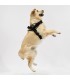 Arnes de Perro Anatomico y Ajustable Village  - 4